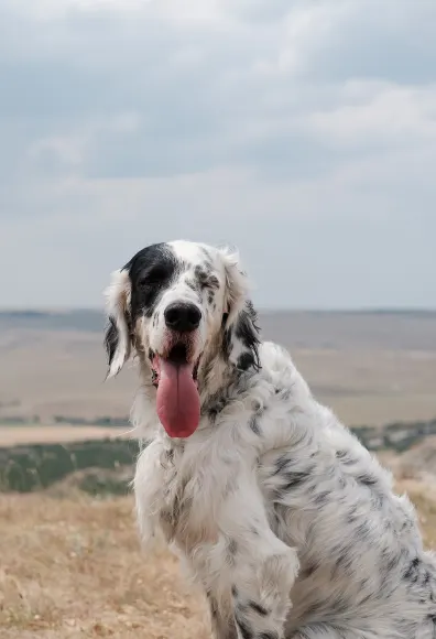 Dog sitting in a field